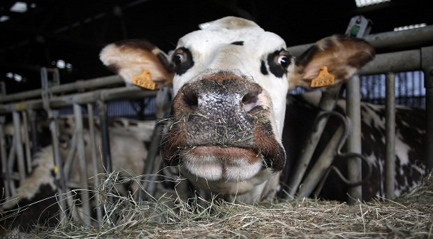 salon agriculture vache aronde