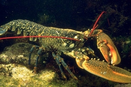 homard