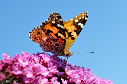 Un papillon en voie de disparition.