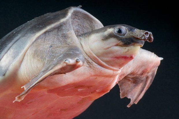 La tortue au nez de cochon est elle aussi en voie de disparition. (© iStockphoto). 