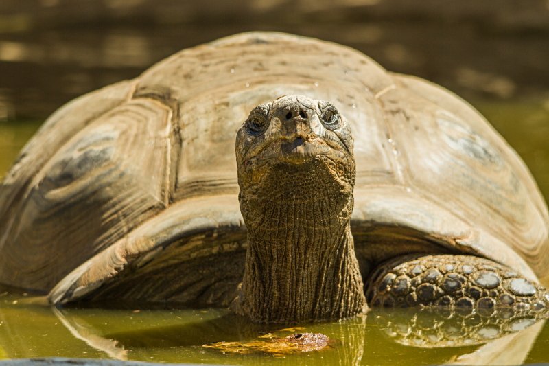 La naissance de bébés tortue racontée aux enfants