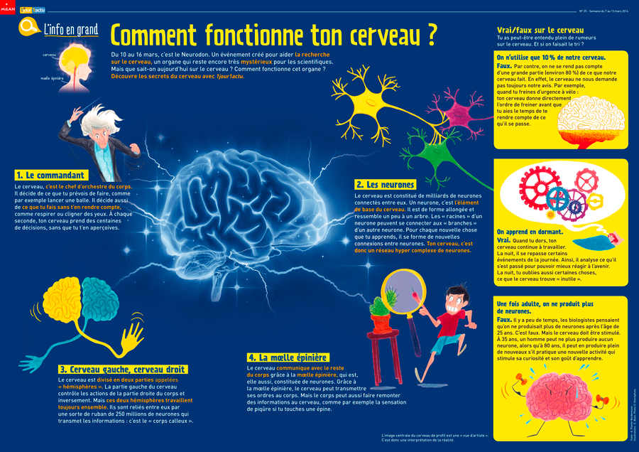 Poster 1jour1actu 25 Cerveau