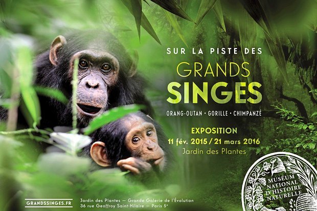 affiche expo grands singes