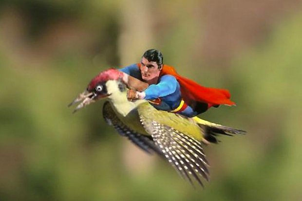 superman sur pivert