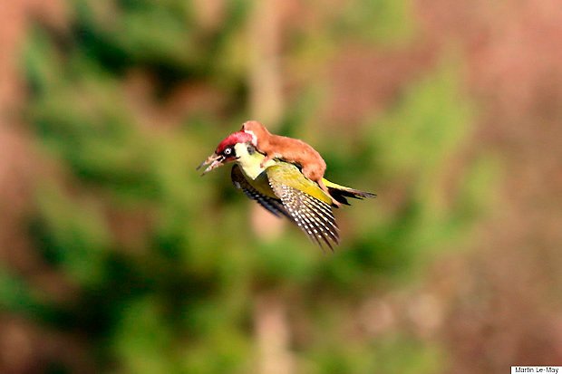 pivert avec belette sur son dos