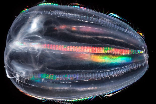 Cet organisme marin est un Cténophore. Il est carnivore, et se déplace grâce aux "cils" placés de chaque côté de son corps. (© CS)
