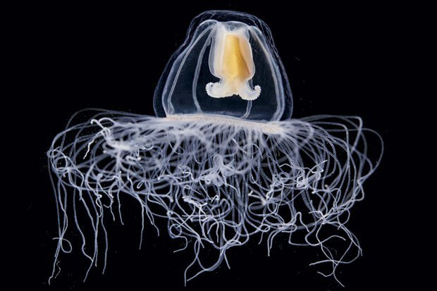 Cette petite méduse a été collectée en mer Méditerranée. Elle ne mesure que 4 ou 5 millimètres, et est réputée pour être immortelle. Cette méduse serait capable de rajeunir. Un étrange phénomène que les scientifiques étudient avec intérêt. (© CS)