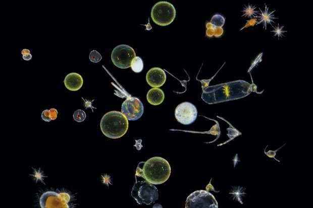 Comment les scientifiques ont-ils pu collecter de si petits organismes ? Grâce à des filets dont les mailles ne mesurent que 0,1 millimètre. Ils ont ensuite étudiés ces planctons au microscope. (© CS)