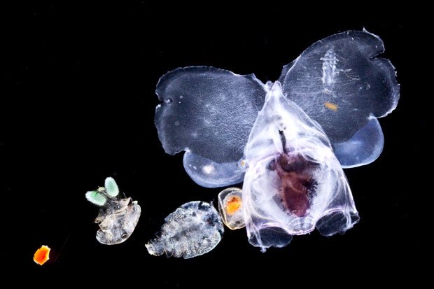 Voici du zooplancton : du plancton d'origine animale. Il a été prélevé dans l'océan Indien. Le drôle d'animal, à droite de la photo, est un mollusque, qui se déplace grâce à ses "ailes". Un mollusque est un animal au corps tout mou, qui ne possède pas d'os (comme la limace par exemple). (© CS)
