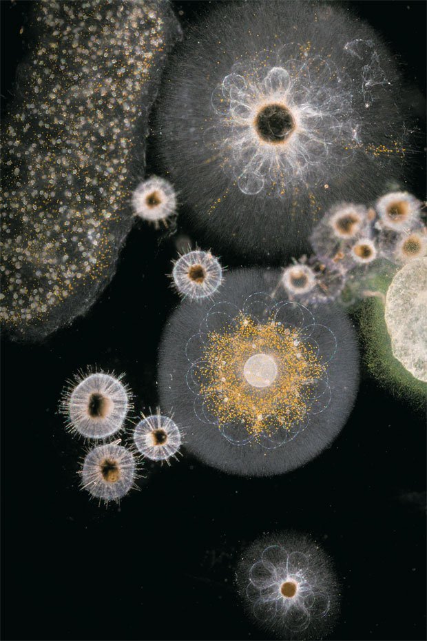 Invisibles à l'œil nu, ces organismes sont des protistes, cela signifie qu'ils ne sont composés que d'une seule cellule ! En comparaison un être humain a plus de 100 mille milliards de cellules… (©CS-NS)