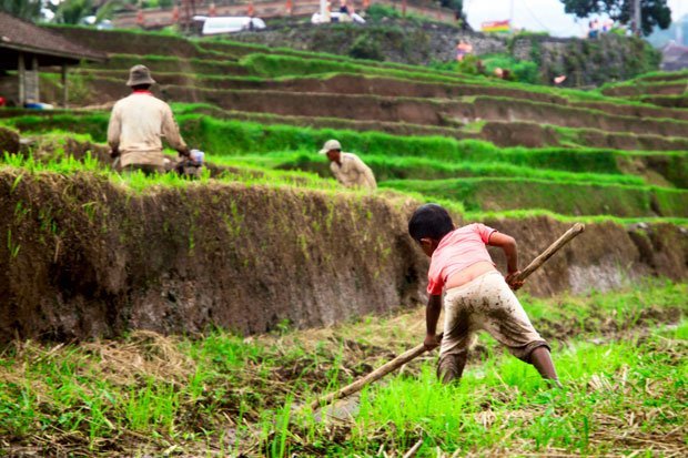 enfant travail indonésie rizière