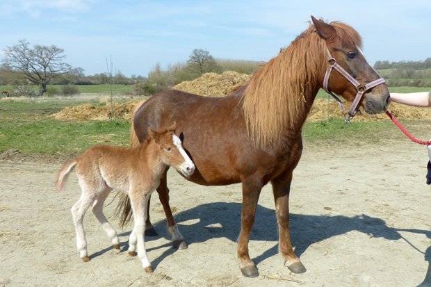 La SPA propose aussi des chevaux à l'adoption. (© SPA)