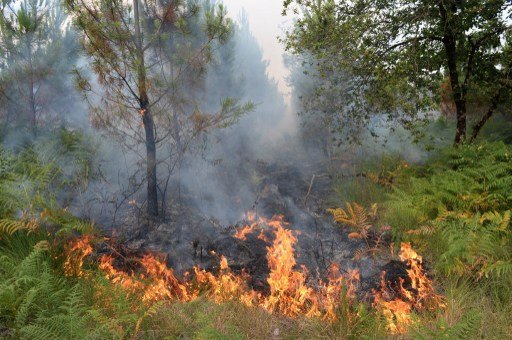Le feu a ravagé pendant 4 jours d'immenses surfaces de pinèdes en Gironde. © Mehdi Fedouach/ AFP
