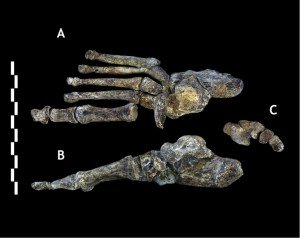 Le pied de Homo Naledi mesure 15 cm, mais il ressemble beaucoup au nôtre. (2015, Berger et al./eLife)