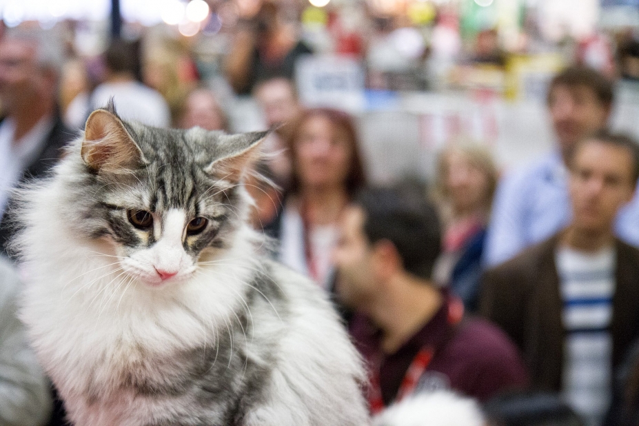 Chat Animal Expo