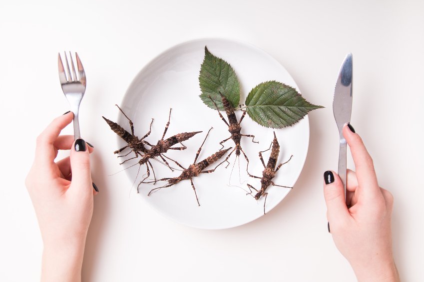 avenir assiette insectes