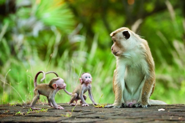 Disney Singes