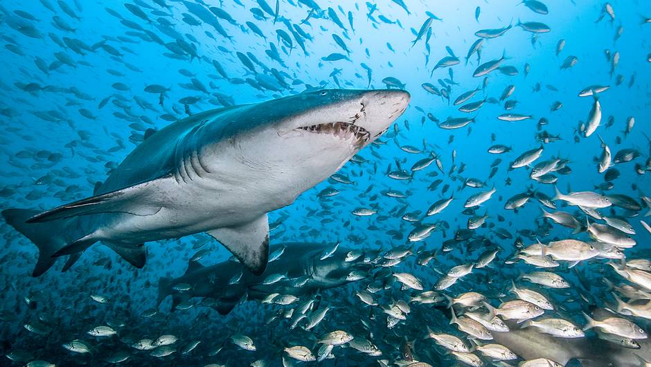 Dans le sillage des requins © France 2