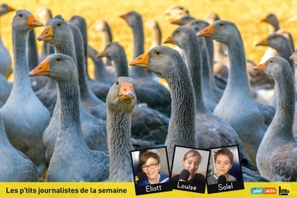 Grippe aviaire