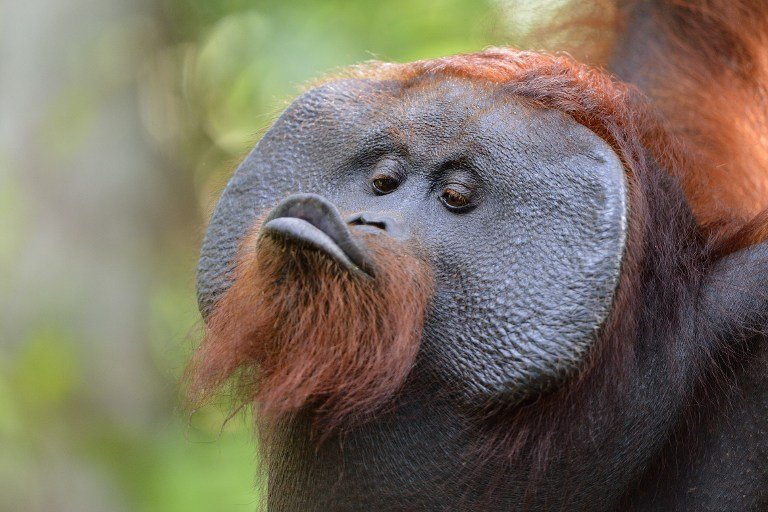 Un orang-outan adulte. Voilà à quoi ressemblera le petit quand il sera grand. © Biosphoto / Patrick Kientz