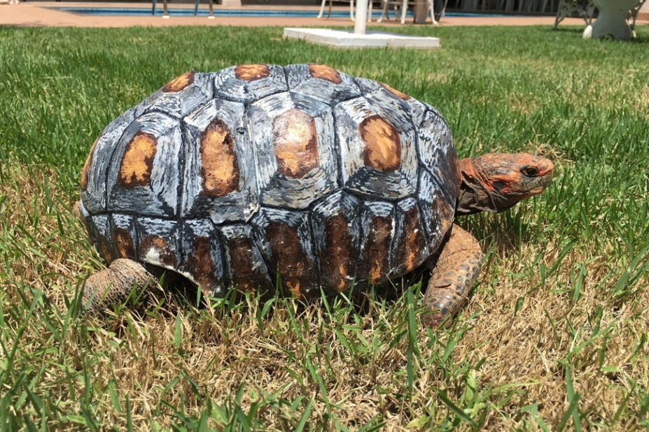 Tortue Freddie