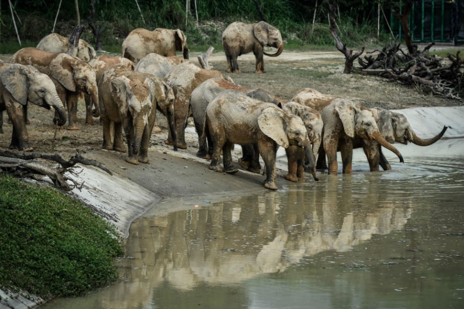 éléphants d'Afrique