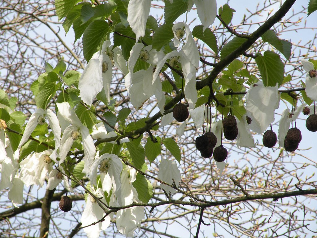 arbre aux mouchoirs