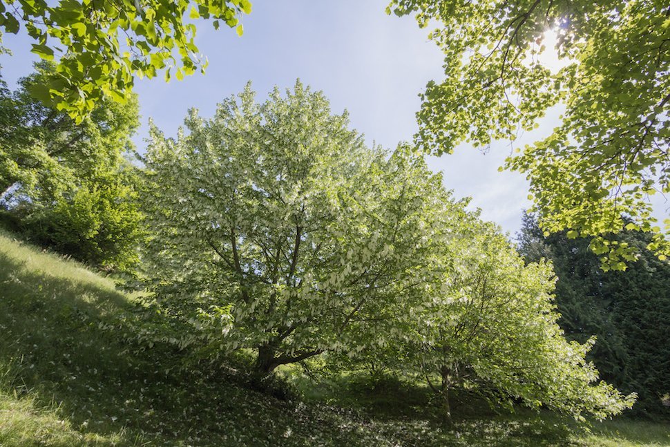 arbre aux mouchoirs