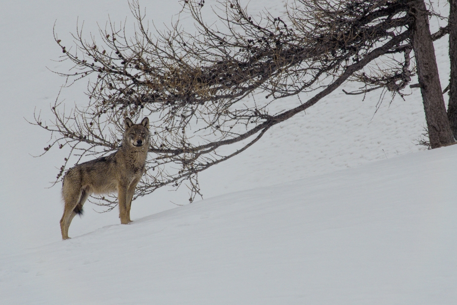 la vallée des loups