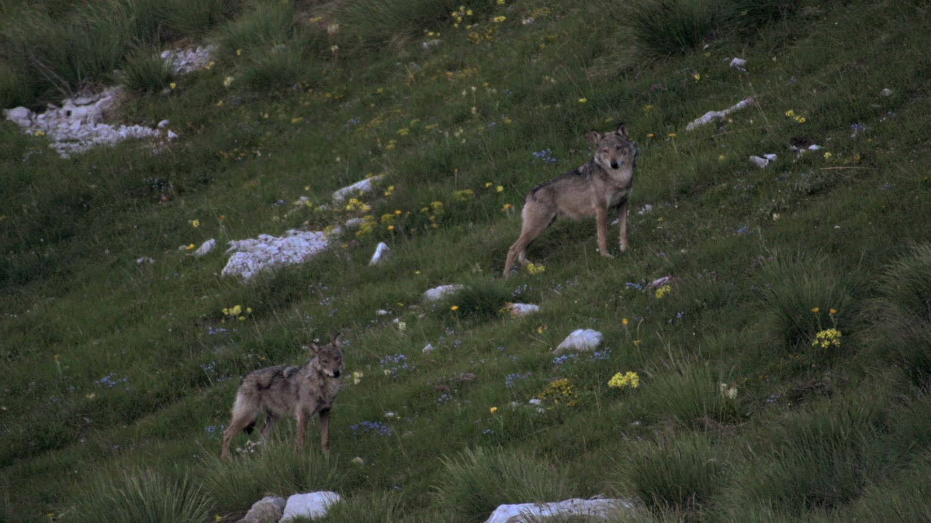 La Vallée des loups