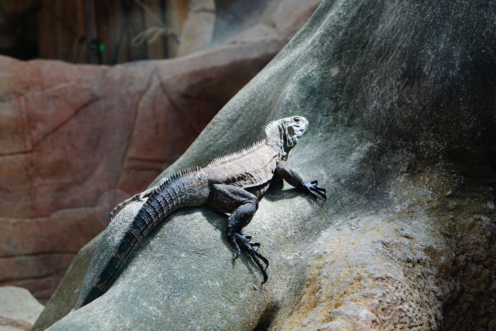 Ferme aux crocodiles