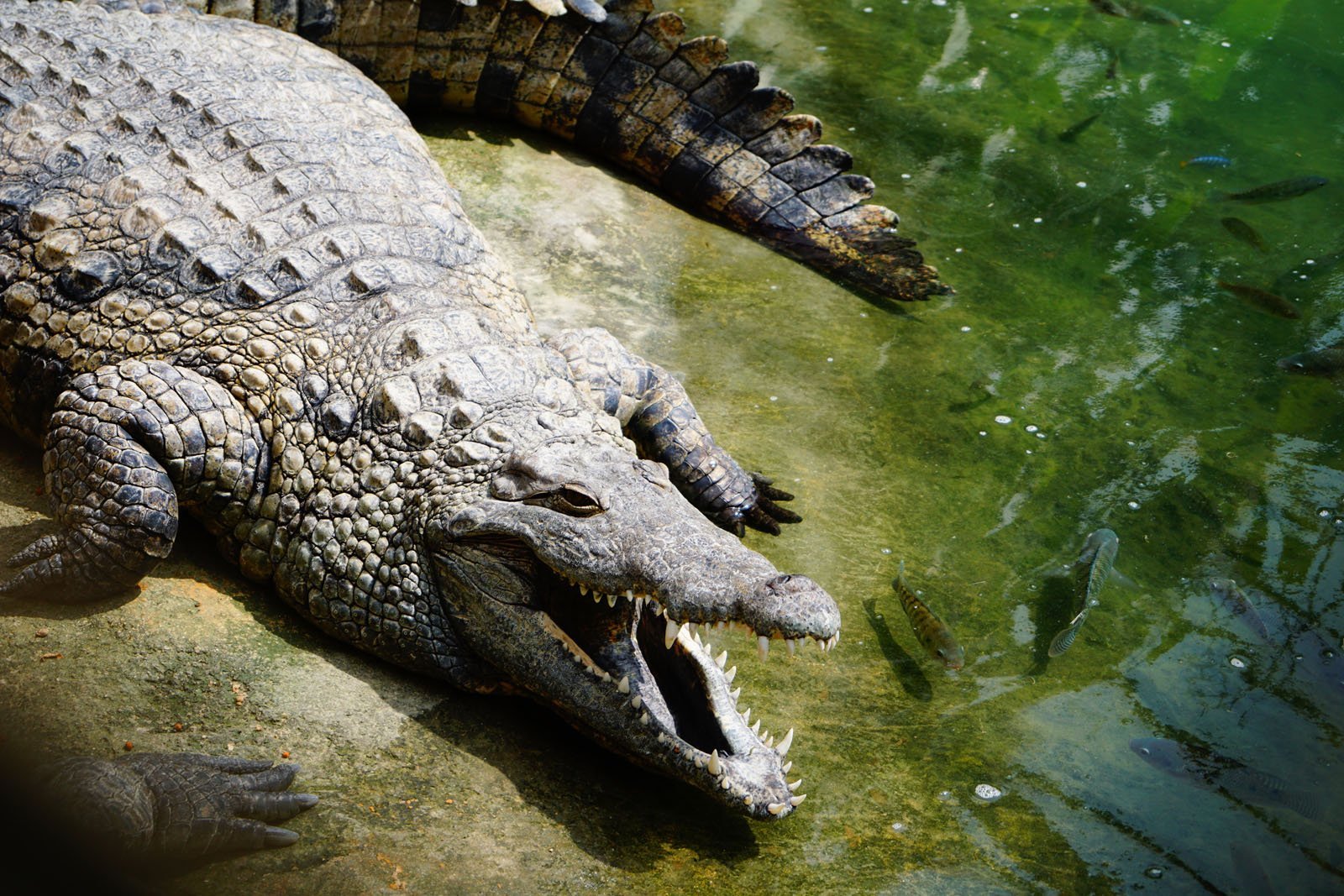 Ferme aux crocodiles