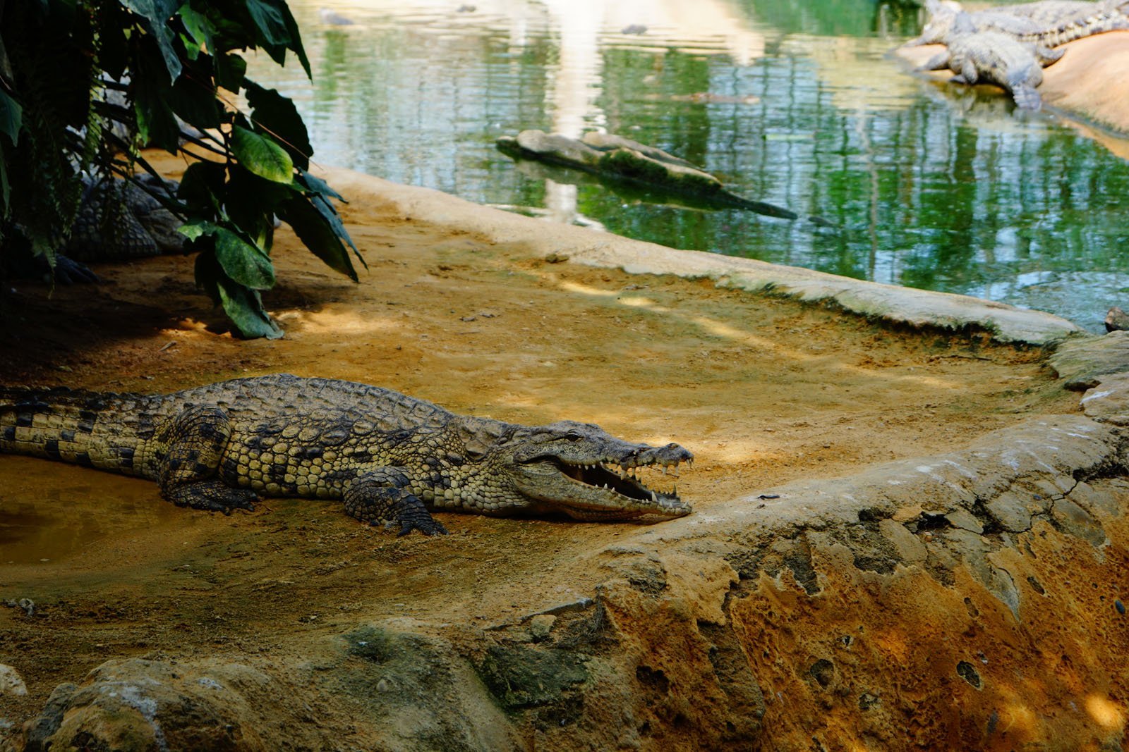 Ferme aux crocodiles