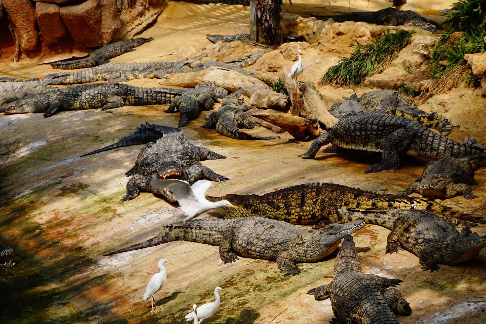 Ferme aux crocodiles