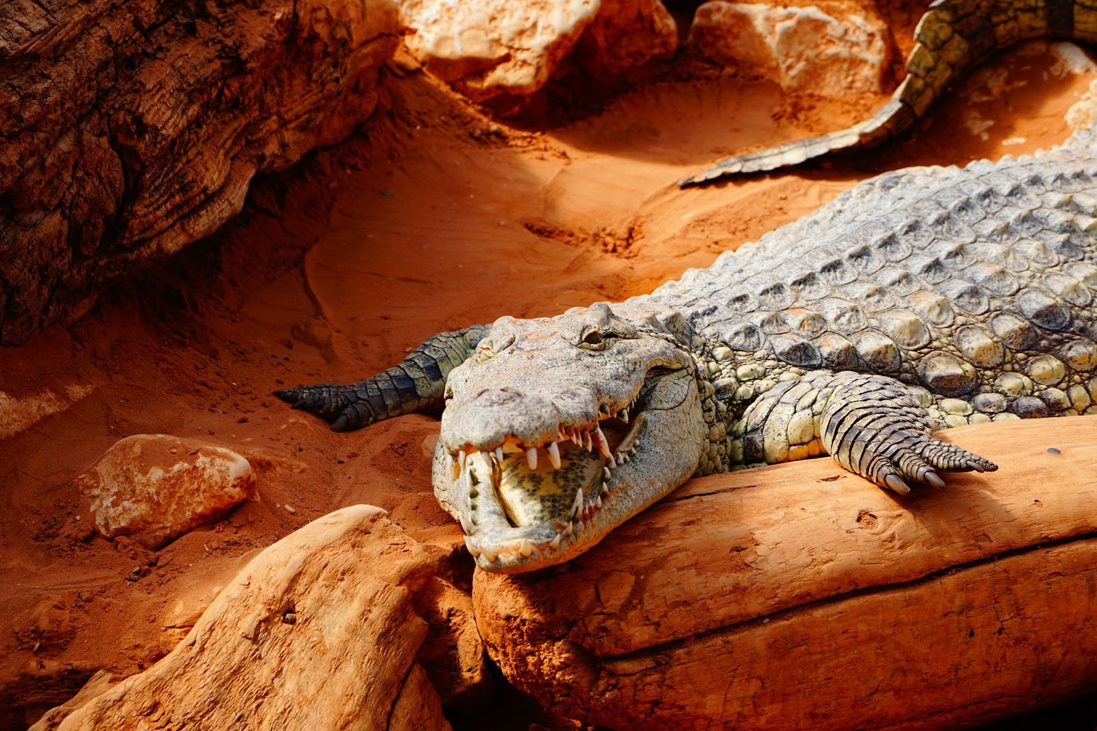 Ferme aux crocodiles