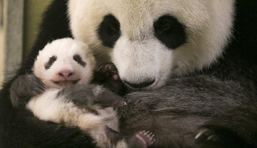 Maman panda et ses petits