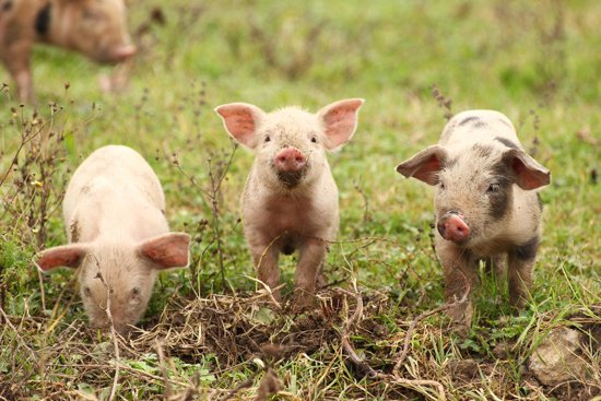 Dans Les Trois Petits Cochons, trois maisons sont construites avec des matériaux différents : une en paille, une en bois et la dernière en briques. D’après toi, quelle est la matière la plus résistante pour fortifier une maison ?