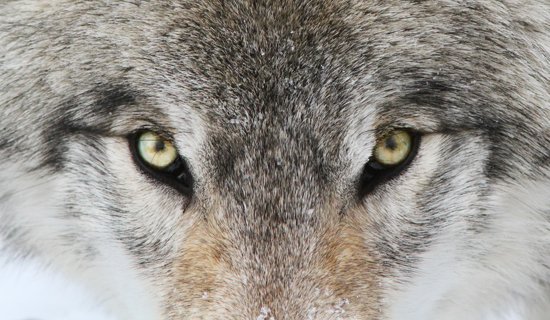Dans Le Petit Chaperon rouge, on dit que le loup a de grands yeux. Est-ce vrai ?
