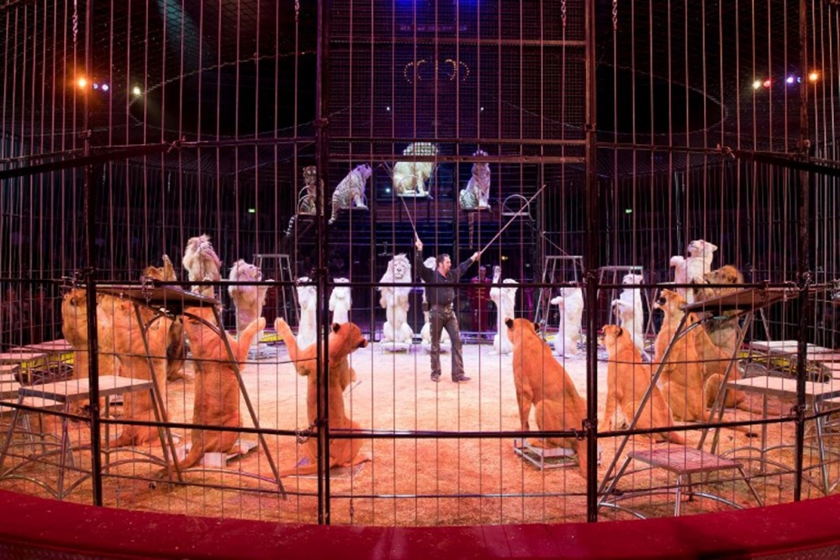 animaux dans les cirques