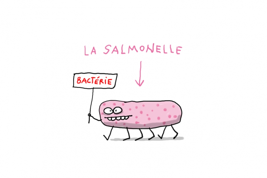 Salmonelle