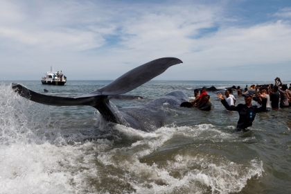 baleines