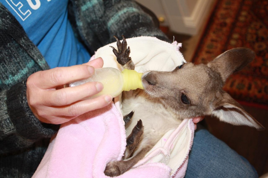 kangourous bébés orphelins Australie