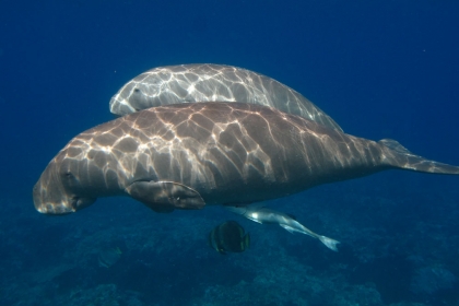 Dugong Nouvelle-Calédonie