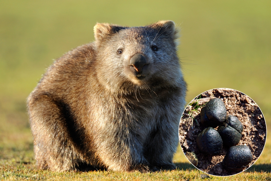 wombat crottes carrées