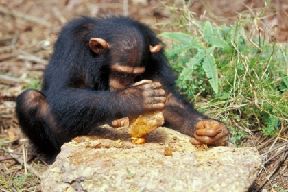 Chimpanzé Gabon Intelligence