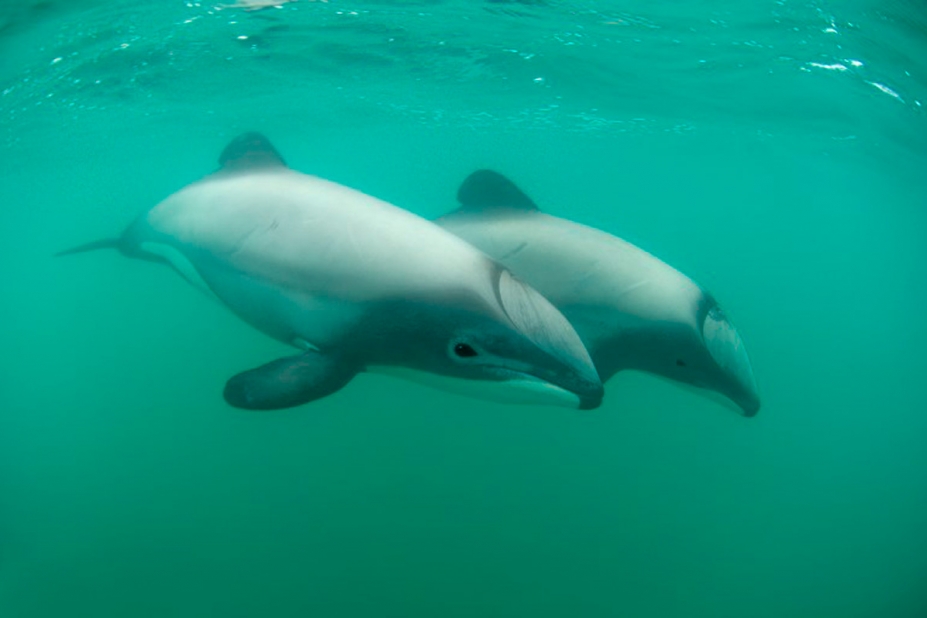 Dauphins, activités pour enfants.