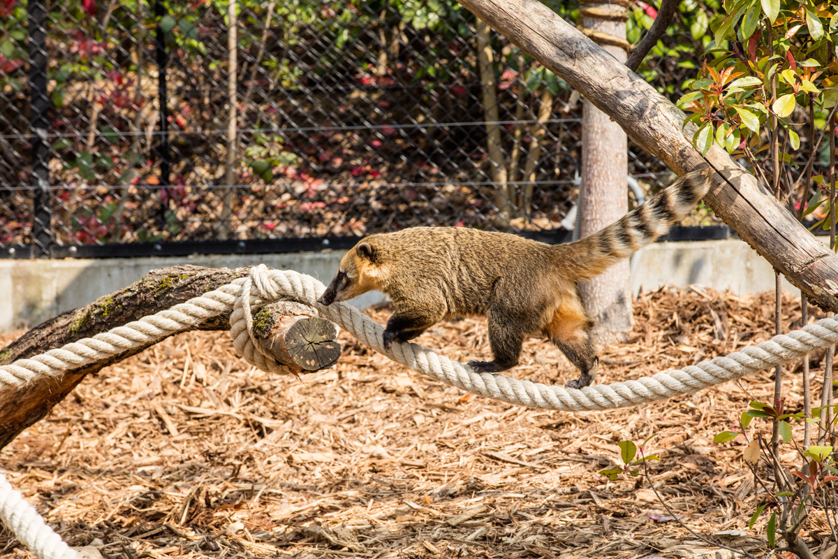 aCoatis Parc zoologique Paris