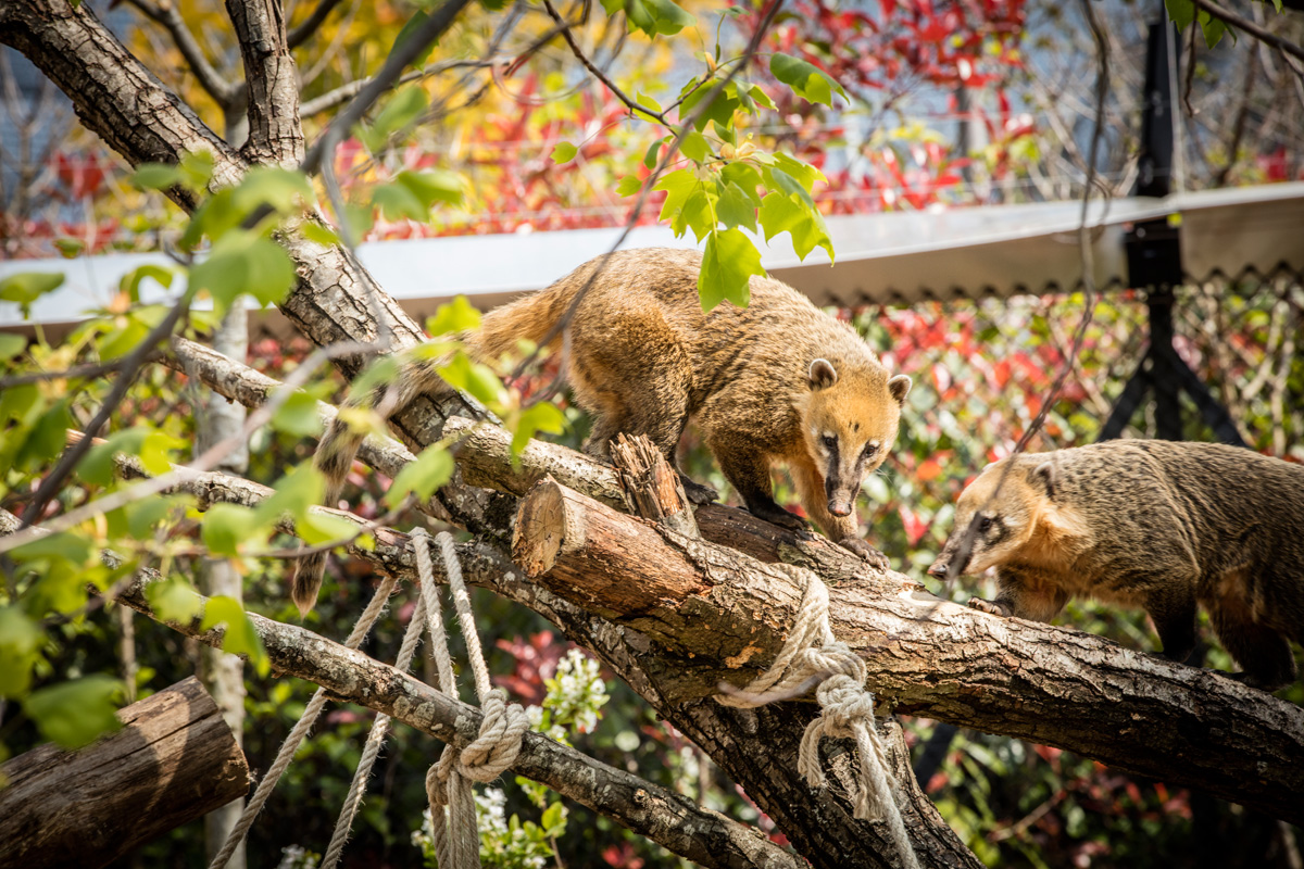 aCoatis Parc zoologique Paris