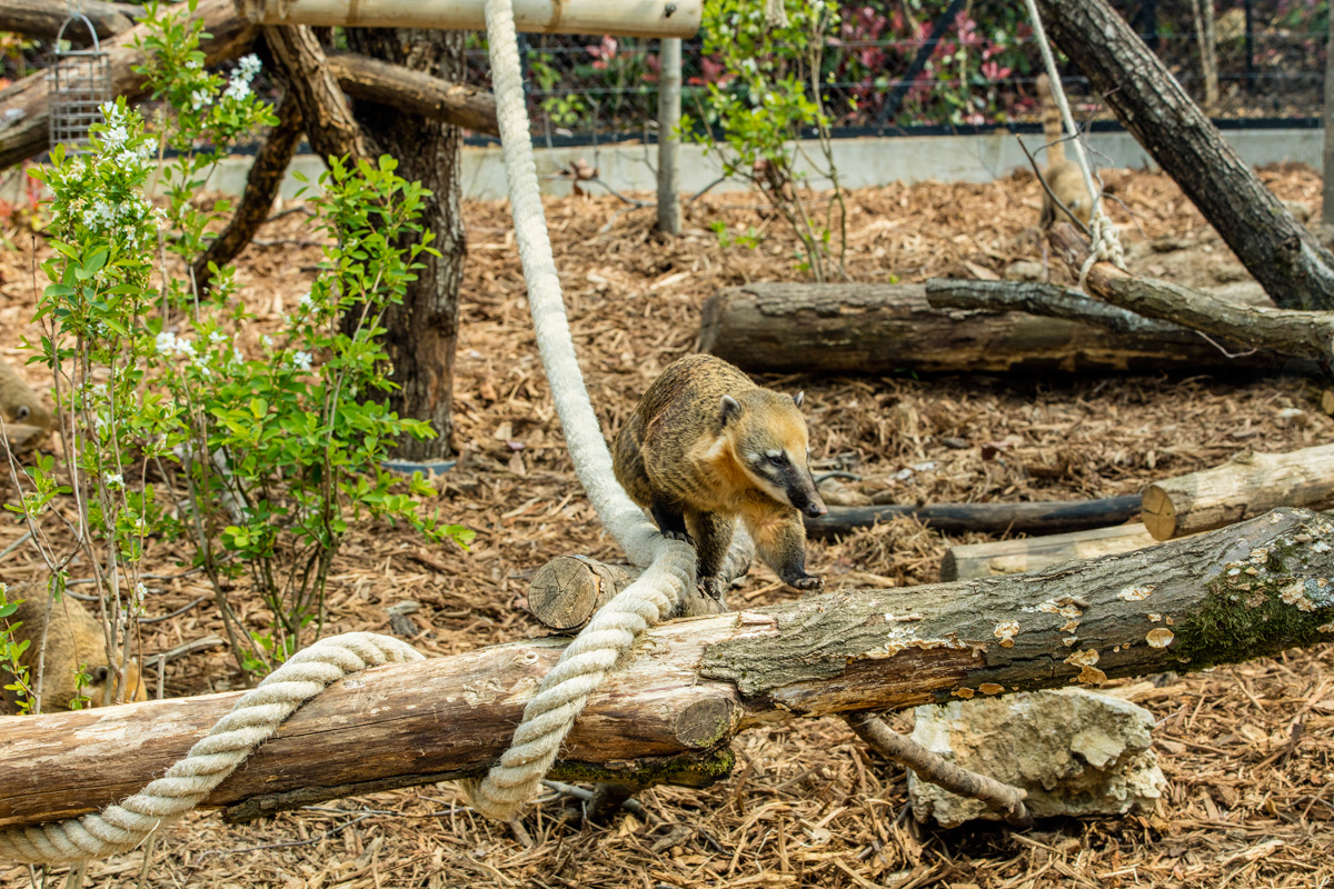 aCoatis Parc zoologique Paris