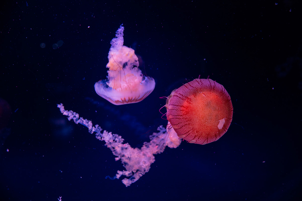 méduses médusarium Paris